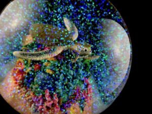 Pacific Whale Conservation Custom Snow Globes